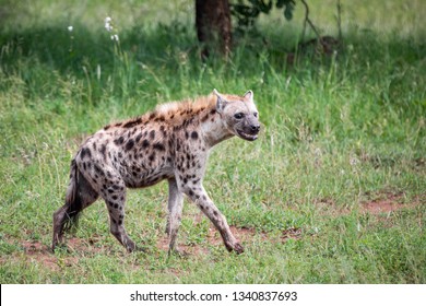 A solitary grinning hyena is roaming the savanna hunting for a prey