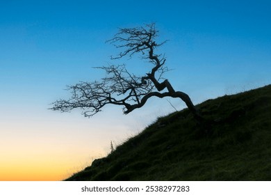 A solitary Hawthorn tree in silhouette on a hillside in South Wales.
