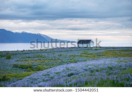 Solitary house at the shore of Atlantic ocean in Iceland circled by traditional Icelandic violet flowers lupine. Northern part of Iceland, location Husavik town. Glorious summer morning landscape.