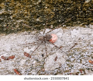 A solitary hunter, the Tegenaria parietina is captured here carrying its egg sac, showcasing the intricate balance of life and survival in the natural world - Powered by Shutterstock