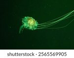 solitary jellyfish gracefully glides through the water, its translucent body and long, trailing tentacles creating a mesmerizing sight. The soft, ethereal glow of the jellyfish against the dark