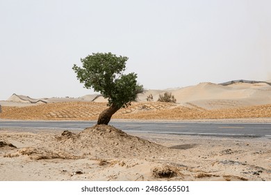 A solitary Juniper tree stands tall in the arid desert landscape, with a winding road in the foreground - Powered by Shutterstock