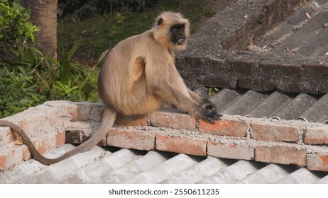 A solitary langur monkey sits peacefully on a terrace, delicately eating, its long tail curled and expressive eyes alert - Powered by Shutterstock