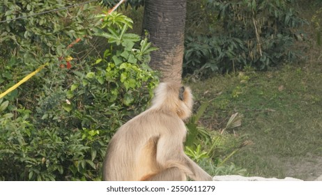 A solitary langur monkey sits peacefully on a terrace, delicately eating, its long tail curled and expressive eyes alert - Powered by Shutterstock