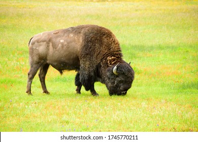 Solitary Large Bison Grazing At Yellowstone National Park, Teton County, Wyoming, USA