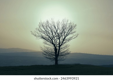 Solitary leafless tree silhouetted against a serene sky at sunset, with a backdrop of distant wind turbines on rolling hills. This tranquil landscape captures the quiet beauty and harmony between natu - Powered by Shutterstock
