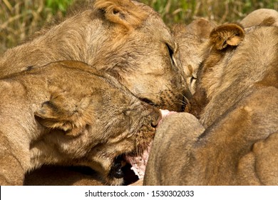 578 Lioness and four cubs Images, Stock Photos & Vectors | Shutterstock