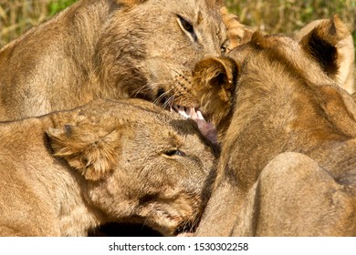 578 Lioness and four cubs Images, Stock Photos & Vectors | Shutterstock