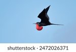 Solitary male frigate bird flying across a clear blue sky and displaying his bright red pouch