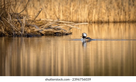 Solitary male Hooded Merganser duck swimming across calm lake with reflections in morning light - Powered by Shutterstock