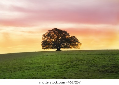 Moreton bay fig Images, Stock Photos & Vectors | Shutterstock