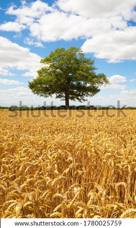 Solitary oak tree in a field of golden ripe wheat in the foreground and with blue sky and fluffy white clouds. Upright. Hertfordshire. UK