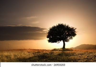solitary oak tree in golden sunset