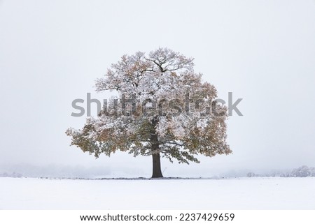 Solitary oak tree in a snow covered landscape, with a misty wintery background. 