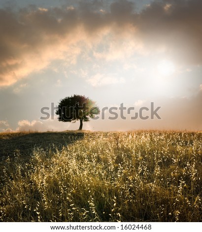 solitary oak tree in the sunset