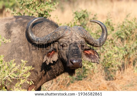 Solitary Old Cape Buffalo Bull in the bush. These solitary older male buffalos are sometimes referred to as “Dagga Boys”. Kruger National Park, South Africa.