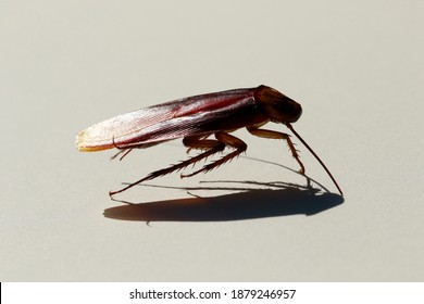 Solitary Palmetto Bug In Bright Sunlight With Defined Shadow.