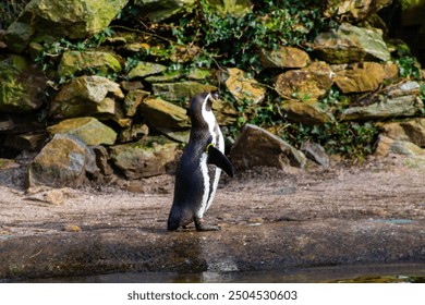 A solitary penguin standing on the shore near a rocky area, facing away from the viewer. The background features natural stones and greenery, creating a serene environment. - Powered by Shutterstock