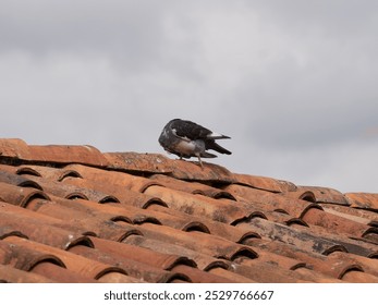 A solitary pigeon stands on an old clay tile roof under a cloudy sky. The rustic rooftop and natural setting create a serene, timeless scene. Ideal for themes of architecture, birds, or urban life. - Powered by Shutterstock