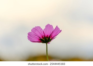 Solitary Pink Cosmos Flower in Soft Evening Light - Powered by Shutterstock