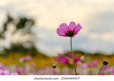 Solitary Pink Cosmos Flower at Sunset - Powered by Shutterstock