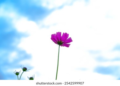 Solitary Pink Cosmos Flower Under Blue Sky - Powered by Shutterstock