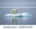 A solitary polar bear stands majestically on a small ice floe amidst the vast Arctic Ocean.  The scene evokes a sense of both beauty and vulnerability.