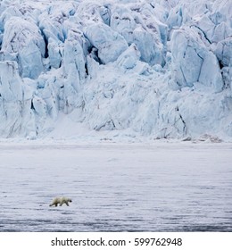 Solitary Polar Bear Walking On Ice Sheet, Pananderbakka (Palander Bay), Svalbard Archipelago, Norway