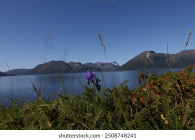 A solitary purple wildflower blooms on a rocky shoreline, overlooking a serene mountain lake. The tranquil scene captures the beauty of untouched nature. - Powered by Shutterstock