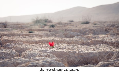 Solitary red flower in the desert