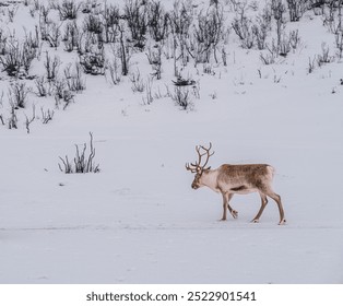 A solitary reindeer with antlers walks away in the winter snow at a Sami camp in the wilds of Tromso, northern Norway. - Powered by Shutterstock