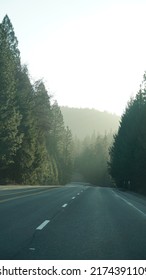 A Solitary Road Covered By Beautiful Pine Trees