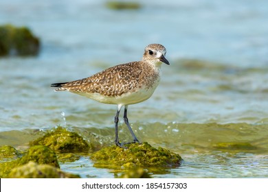 Sandpipers On Beach High Res Stock Images Shutterstock