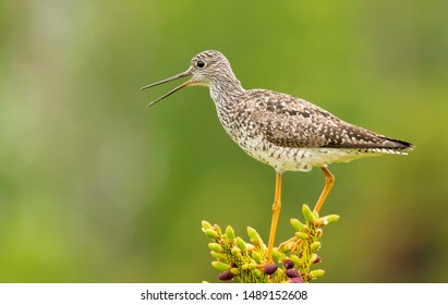 Solitary Sandpiper On Tree Top In Alaska