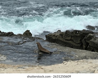 A solitary sea lion rests on wet, dark rocks beside the ocean, gazing toward the waves crashing against the rugged shore. The overcast sky and cool tones highlight the raw beauty of marine wildlife.