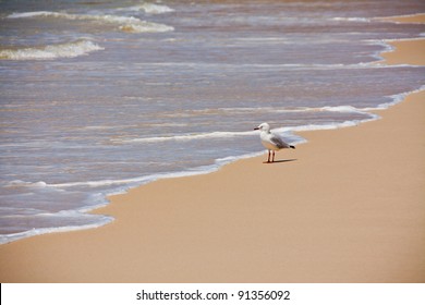 Solitary Seagull. Gull looking out  to sea. Space for copy.