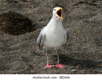 A solitary seagull standing on the sand with its mouth open, screaming.