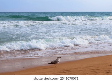 A solitary seagull walks along a sandy beach, with gentle waves lapping at the shore. The serene ocean stretches into the horizon under a clear blue sky, creating a peaceful coastal scene. - Powered by Shutterstock