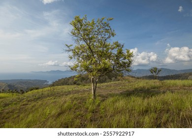 A Solitary Sentinel: A lone tree stands tall against the backdrop of a serene seascape and rolling hills - Powered by Shutterstock