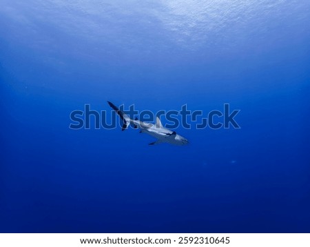 A solitary shark swims in the vast, deep blue expanse of the ocean, captured from a slightly elevated angle.