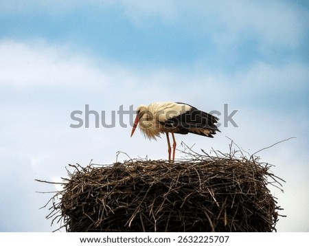 a solitary stork perched atop an expansive, intricately woven nest made of twigs and branches. The bird, with its long, slender legs and slightly curved neck, is resting