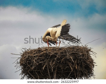 a solitary stork perched atop an expansive, intricately woven nest made of twigs and branches. The bird, with its long, slender legs and slightly curved neck, is resting