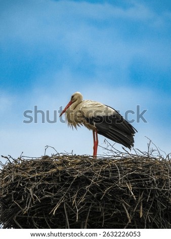 a solitary stork perched atop an expansive, intricately woven nest made of twigs and branches. The bird, with its long, slender legs and slightly curved neck, is resting