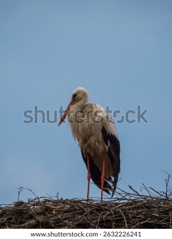 a solitary stork perched atop an expansive, intricately woven nest made of twigs and branches. The bird, with its long, slender legs and slightly curved neck, is resting