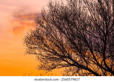 A solitary tree, its bare branches etched against a canvas of fiery orange and soft purple hues. The setting sun casts long shadows, creating a dramatic silhouette against the vibrant sky. - Powered by Shutterstock