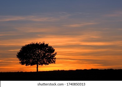 Solitary Tree In Front Of Sundown