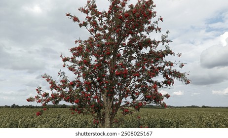 A solitary tree laden with red berries stands prominently in an open field under a cloudy sky. The vibrant colors of the tree contrast beautifully with the vast, serene landscape. - Powered by Shutterstock