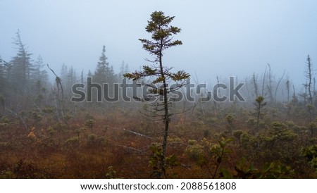 Solitary tree on the Franey Trail of Cape Breton Highlands National Park, Nova Scotia, Canada