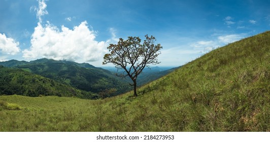 Solitary Tree On Grassy Hill And Blue Sky With Clouds