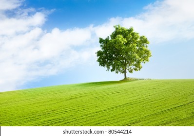 Solitary Tree On Grassy Hill And Blue Sky With Clouds In The Background